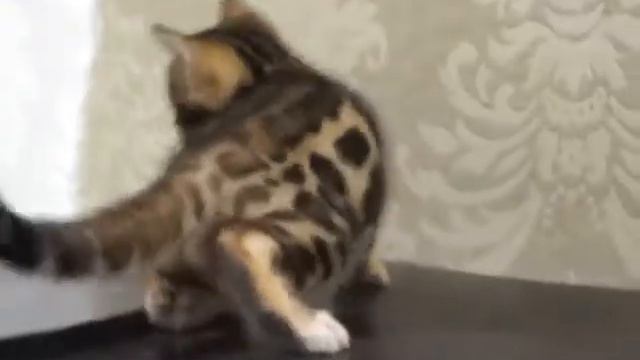 ОДЕССКИЙ ПИТОМНИК БЕНГАЛЬСКИХ КОШЕК A-DESA DIAMONDmale 4