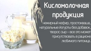 Чем кормить таксу?