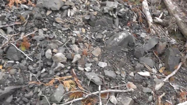 Fossil Hunting in Fernie British Columbia for plant fossils on my way back from Titanites ammonite