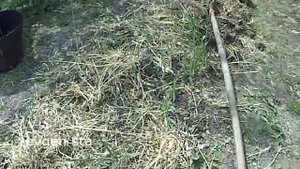 Сидераты и томаты