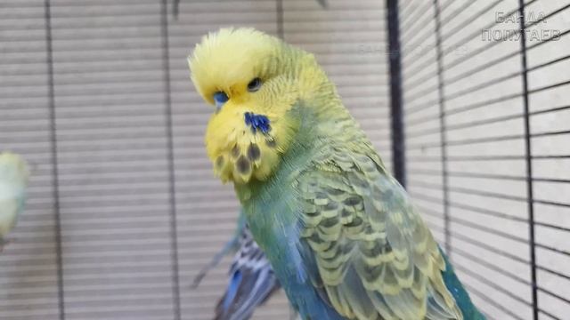 Учим попугая говорить "Хочу спать" ? Урок для попугая № 126 смотреть онлайн