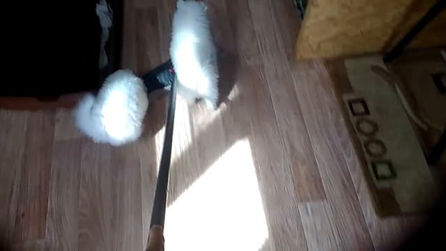 Щенки японского шпица