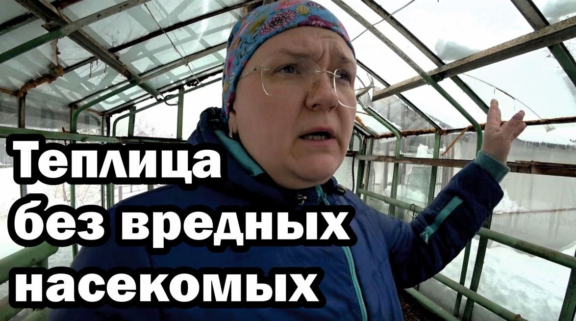 Какая должна быть почва в теплице, чтобы не было белокрылки?