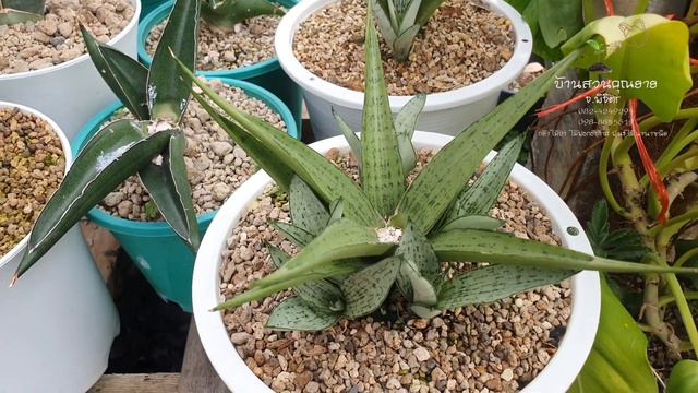 EP.17 ลิ้นมังกร Diamond Shine เพชรส่องแสง #dracaena #sansevieria #ไม้ฟอกอากาศ #diamondshine#snakepl смотреть онлайн