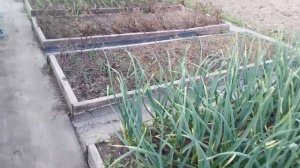 Плюсы и минусы высоких грядок