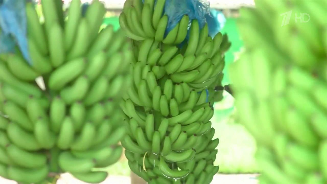 На смену эквадорским бананам на российский рынок придут индийские