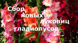 Сбор новых луковиц гладиолусов!