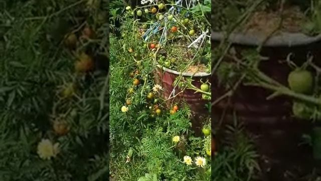 Как вырастить помидоры в бочках? смотреть онлайн