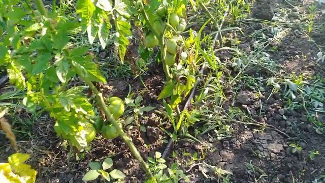 Высокорослые томаты на шпалере в открытом грунте. Съёмка сверху смотреть онлайн