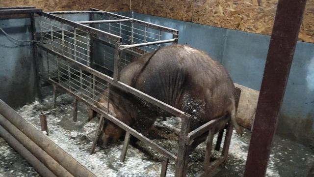 ‼️ Сдал хряка за копейки ‼️ Свиноматки теперь без хряка будут смотреть онлайн