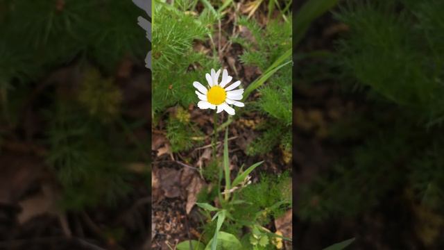 🌸1 ромашка в сезоне ☺️☘️