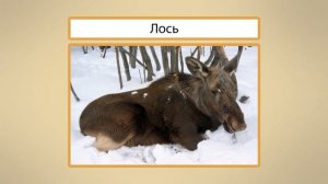 Жизнь лесных зверей зимой. Видеоурок по окружающему миру 1 класс