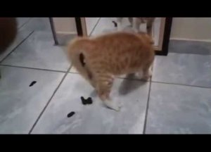 Кот против зеркала мем