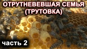 Отрутневевшая семья. Трутовка. часть 2. Осмотр отводков.