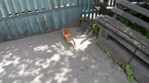 Смешные животные Кот бьет лапой щенка