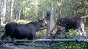 Лось. Лоси. Зайчик. Лось на солонце. Лось в лесу. А дальше все интереснее! Июнь 2023