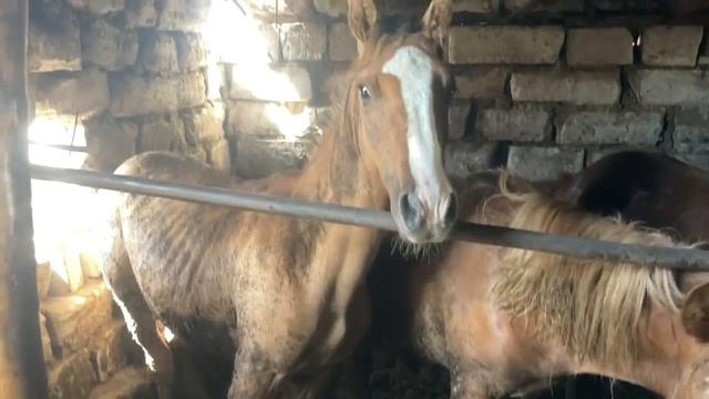 Откорм лошадей. Мясо конины экологический чистое. смотреть онлайн