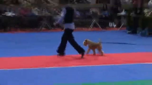 Золотой Ошейник2010. Лейкленд терьер.wmv смотреть онлайн