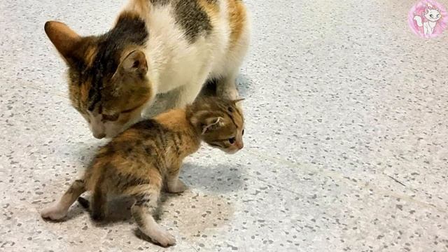 Stray Cat Brings Her Kitten to the Hospital to Immediately Seek Help смотреть онлайн