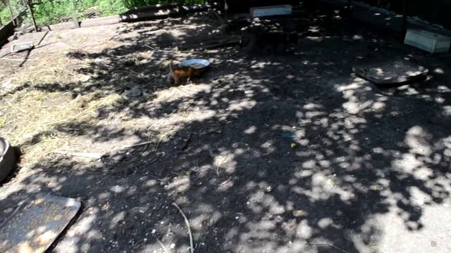 Переполох в курятнике Щенок гоняет курок смотреть онлайн