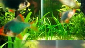 Барбусы суматранские.