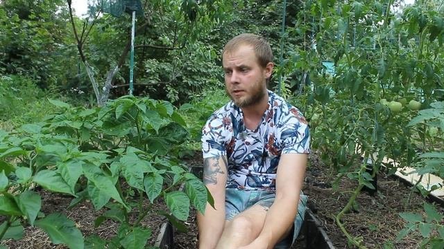 Сверхострые перцы в открытом грунте. Эксперимент.