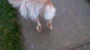 dog luxating patella (knee) surgery post op