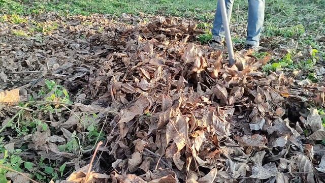 Листья грецкого ореха опасны для сада и огорода / Потому что содержат ЮГЛОН / Огород дяди Вовы смотреть онлайн