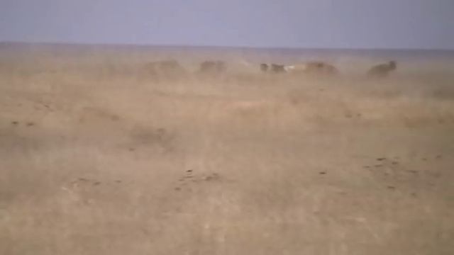 Борзята учатся ловить (питомник Русская Вольница)mpg