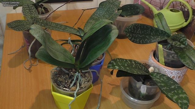 Пестролистные ОРХИДЕИ Как ВЫВЕСТИ НА ЦВЕТЕНИЕ не потерять цветонос и бутоны смотреть онлайн