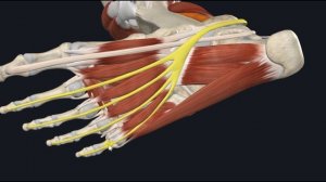 Червеобразные мышцы (mm. lumbricales) 3D Анатомия