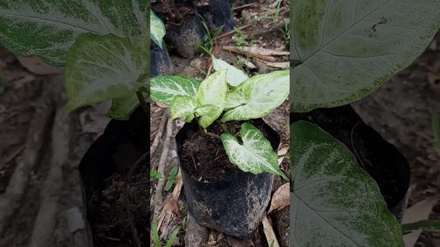 Tanaman Hias Syngonium Putih I White Butterfly