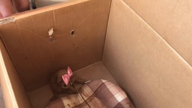 Подарили собаку. Моя Реакция и первая встреча м щенком. ААА! Я Ждала этого 3 года. смотреть онлайн