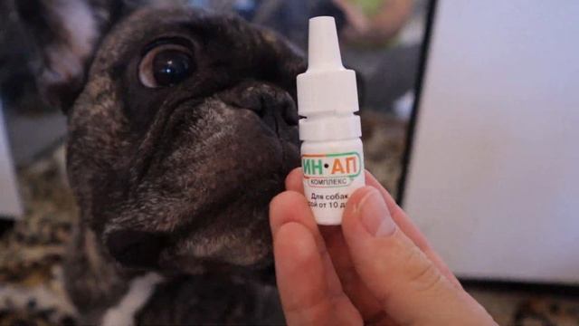 Французского бульдога укусил клещ. Профилактика против клещей и блох смотреть онлайн