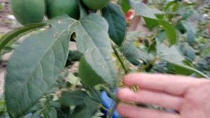 Выращиваем Маракуйю Северную правильно. 2022.