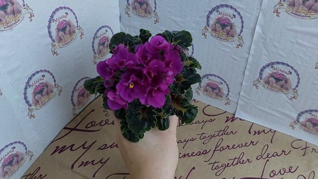 Фіалка Hallensorbet, напівміні смотреть онлайн