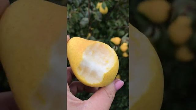 Груша «Румяная Кедрина» в плодопитомнике «Чишминский Новый сад» смотреть онлайн