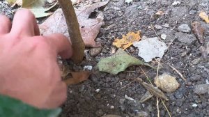 Выращивание грейпфрута открытом грунте. 6 октября 2019.   Выращивание цитрусовых