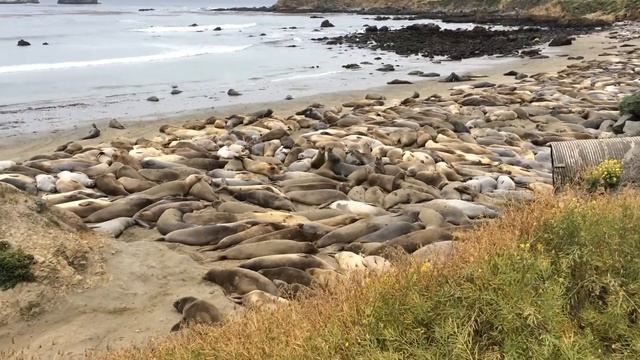 Морские слоны в Калифорнии. смотреть онлайн
