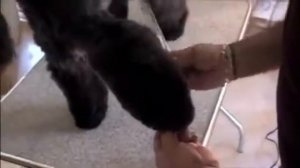 Pure Paws Grooming - Груминг Керри Блю Терьера