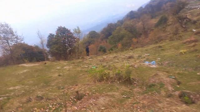 White rhododendron || chimali || tinjure Hill || Tehrathum смотреть онлайн