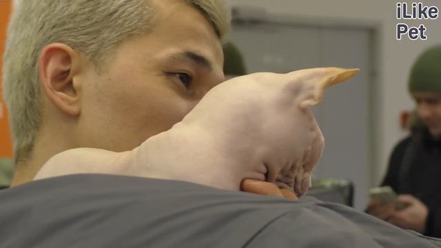 Мифы о сфинксах