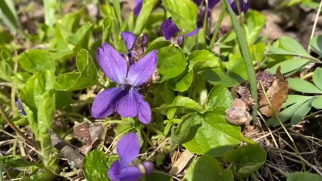 Весна в Саду Души - Фиалка! смотреть онлайн