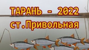ТАРАНЬ - 2022 - ПРИВОЛЬНАЯ /// Рыбалка на Кубани 2022 /// Выпуск № 30