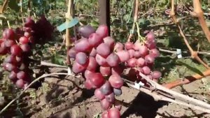 Сорт Розария , полонез 50 на 29 августа 2020 виноградник Щереденкова В. А.