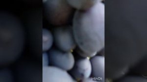 Виноград ЛюбИрин - УСПЕЛИ ЗАФИКСИРОВАТЬ НА КАМЕРУ...