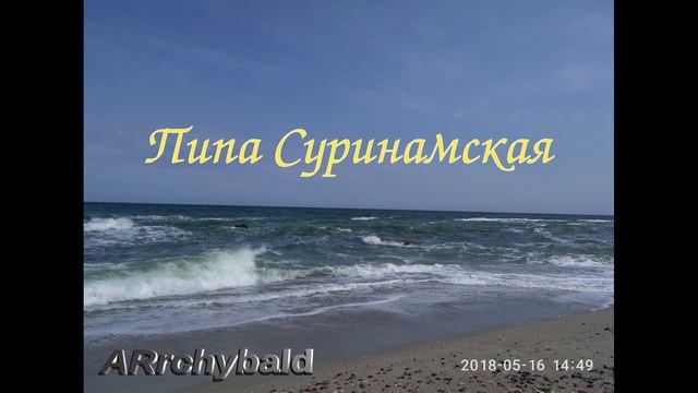 Пипа Суринамская. ( Б. Заходер. стихи ) Нежная мама.