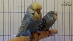 можно ли завести 2 самок волнистого попугая ?