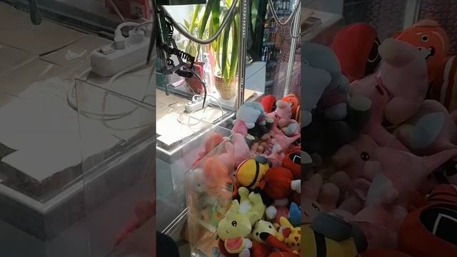 Только поставили, а вывод какой? Автомат хватайка. смотреть онлайн