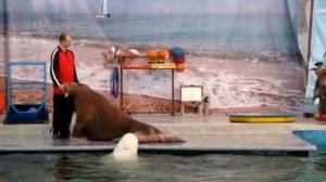 Дельфинарий на Притыцкого (часть 2) Dolphinarium in Minsk (part 2